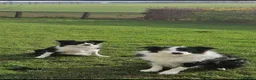 Border Collie dogs for sale: Stunning border collie pups - Advert 12