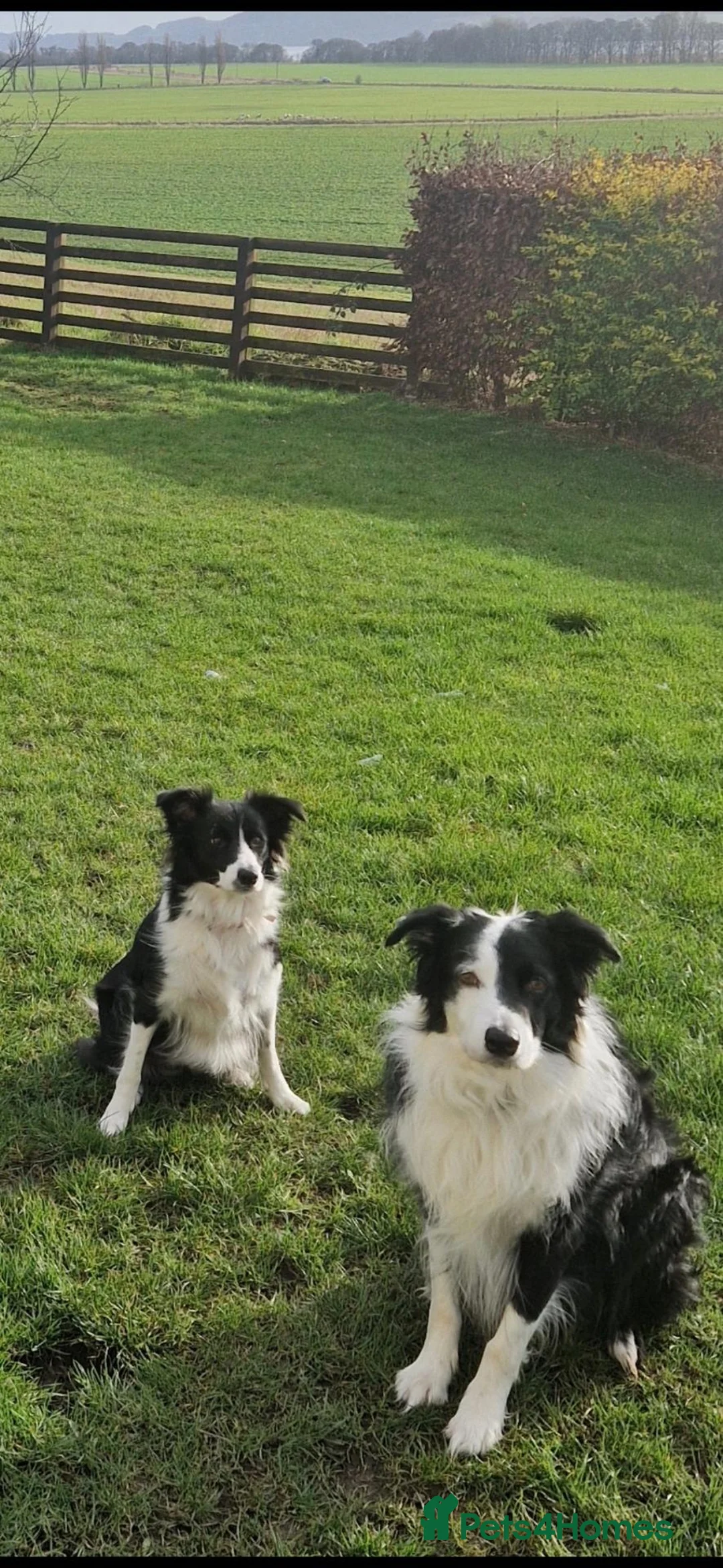 Border Collie dogs for sale: Stunning border collie pups - Advert 12