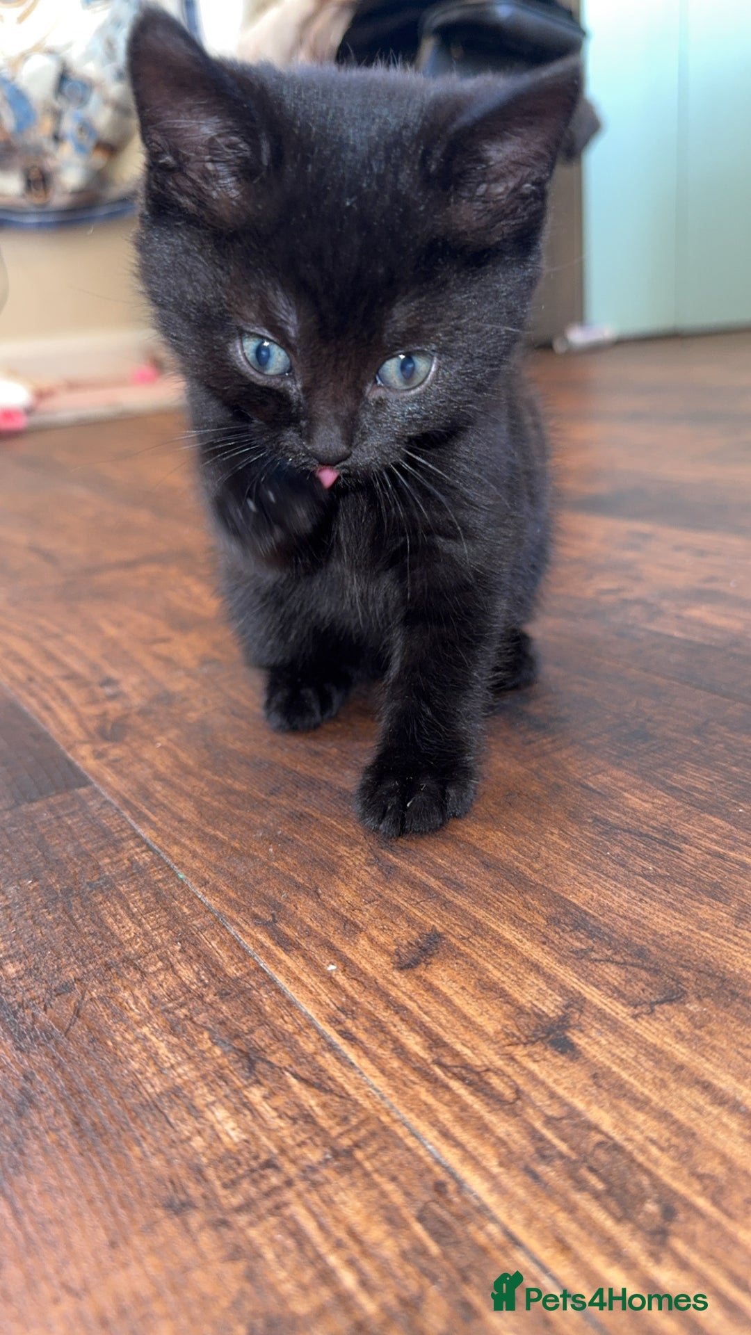 British Shorthair cats for sale: Baby kitten  - Advert 3