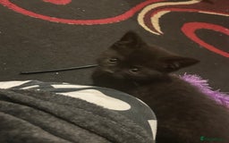 Mixed Breed cats for sale: 3 Beutiful kittens - Image 17