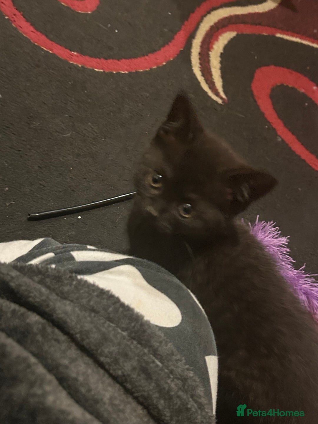 Mixed Breed cats for sale: 3 Beutiful kittens - Image 17