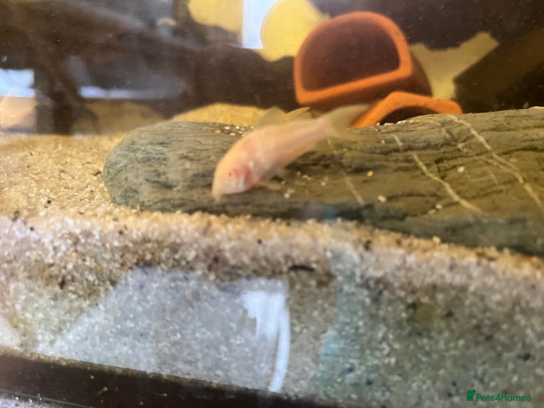 Corys fish for sale: Albino corys. Beautiful iridescent colour - Image 7