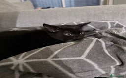 Domestic Shorthair cats for sale: Black domestic shorthair female - Image 2