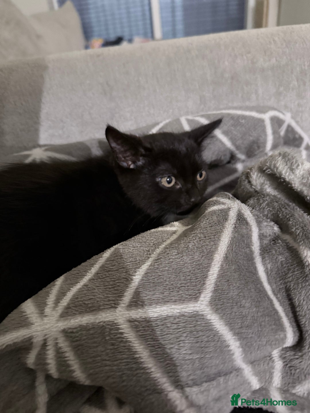 Domestic Shorthair cats for sale: Black domestic shorthair female - Image 2