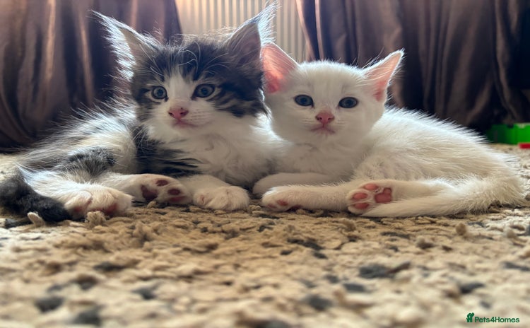 Maine Coon cats - Advert 2