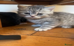 British Shorthair cats for sale: Fabulous, playful and healthy BSH kittens, rare - Image 35