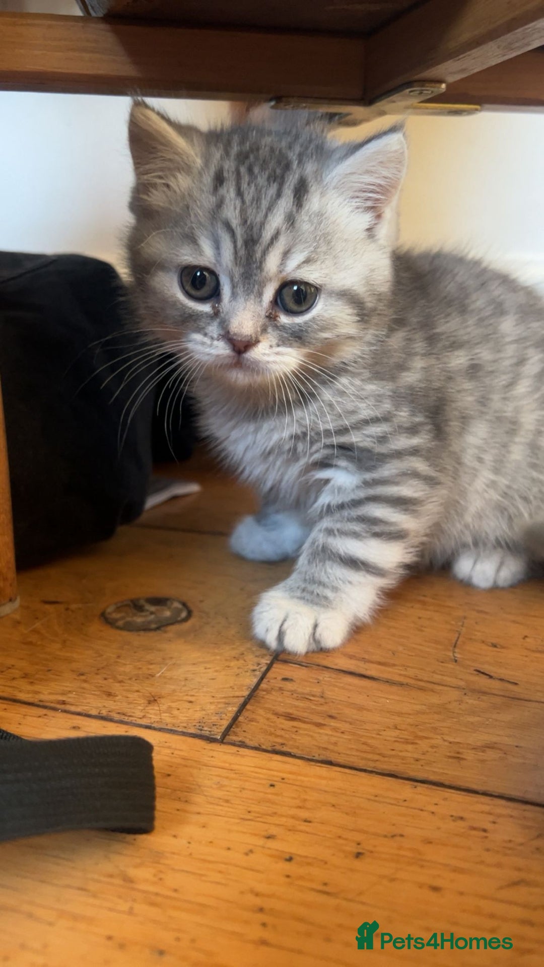 British Shorthair cats for sale: Fabulous, playful and healthy BSH kittens, rare - Image 35