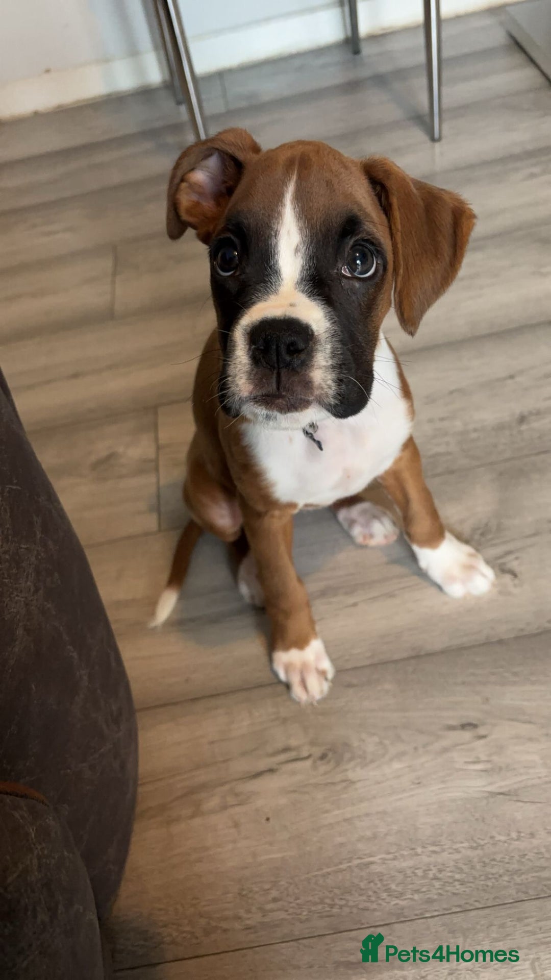 Boxer dogs for sale: READY NOW !!!! 1 GIRl 1 BOY LEFT  - Advert 6