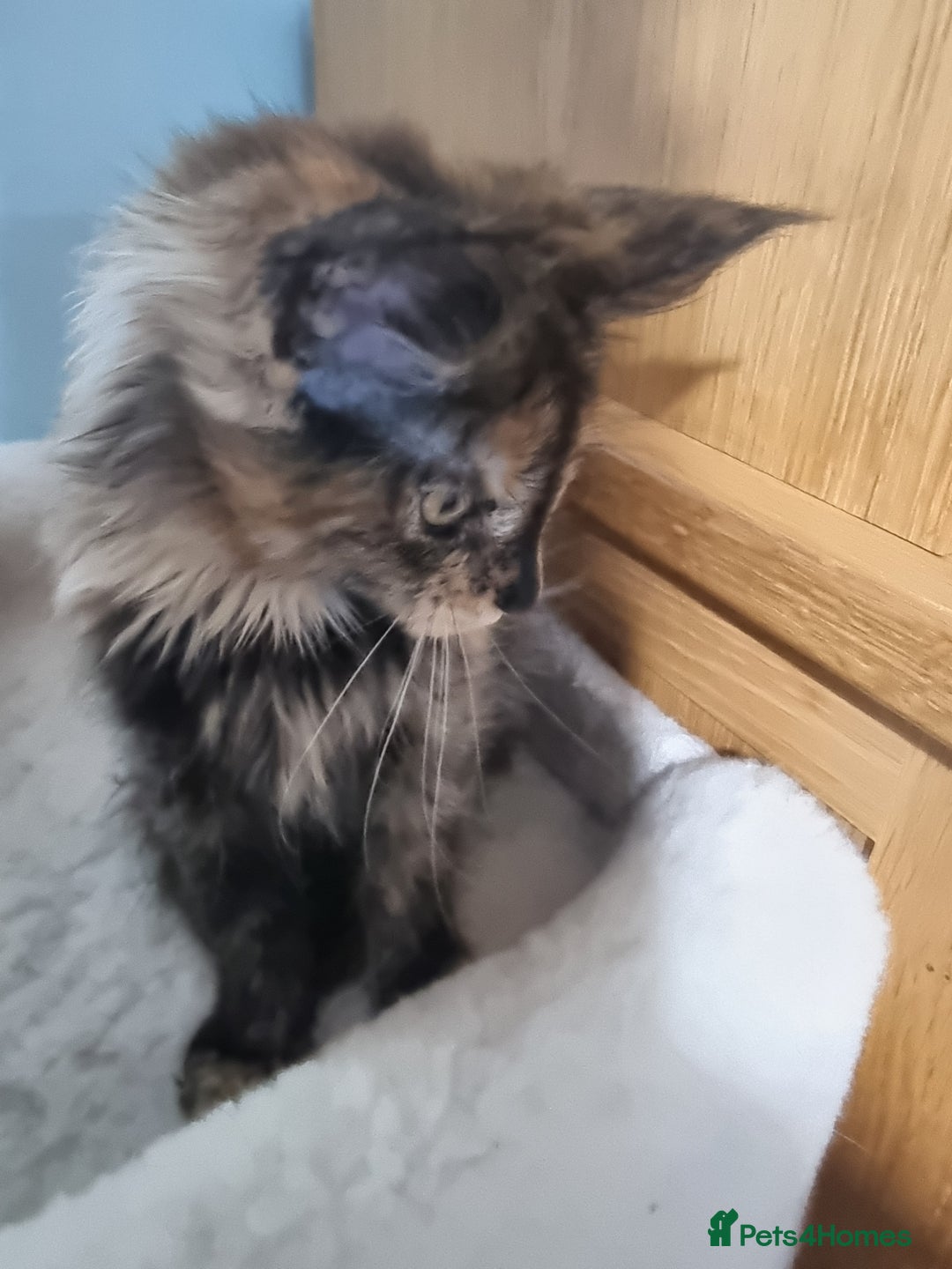 Maine Coon cats for sale: Pedigree GCCF Registered Maincoon Kittens - Image 10