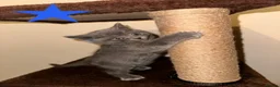 British Shorthair cats for sale: Beautiful British Shorthair Kittens–First Litter🐾 - Advert 7