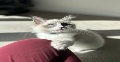 Ragdoll cats in Taunton - Advert 4