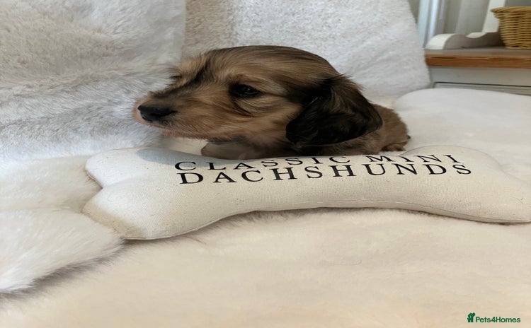 Miniature Dachshund dogs - Advert 7