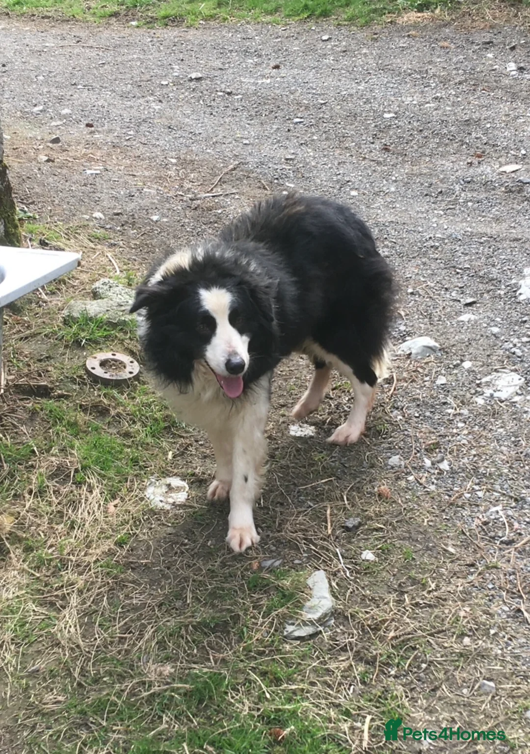 Border Collie dogs for sale: 5 Male Gorgeous Border Collie Pups - Advert 2