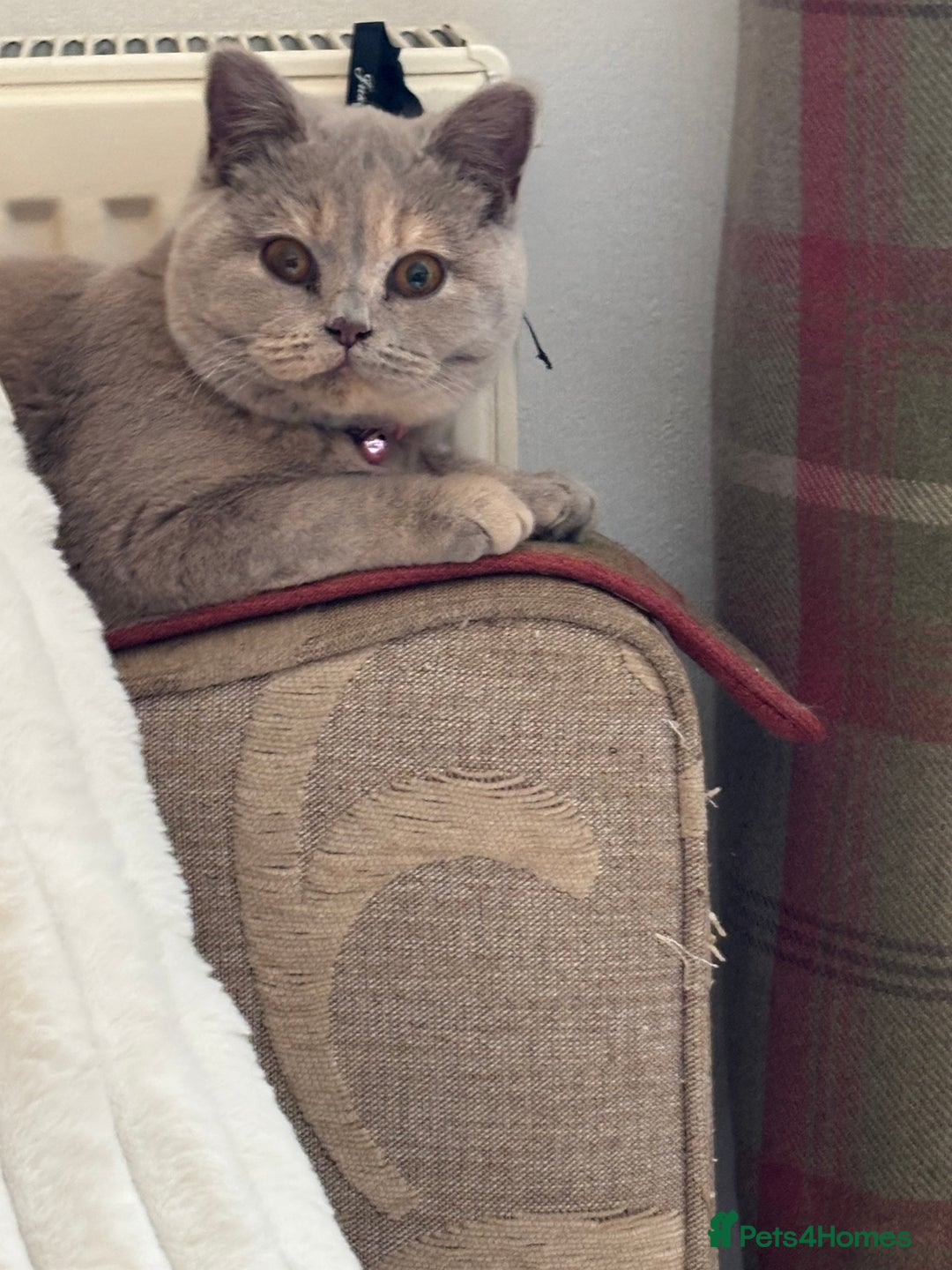 British Shorthair cats for sale: Stunning British Blue Shorthair Kittens - Image 9