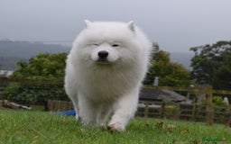 Samoyed dogs for stud: The Cutest Samoyed For Stud Kc Health Tested Champ - Image 30