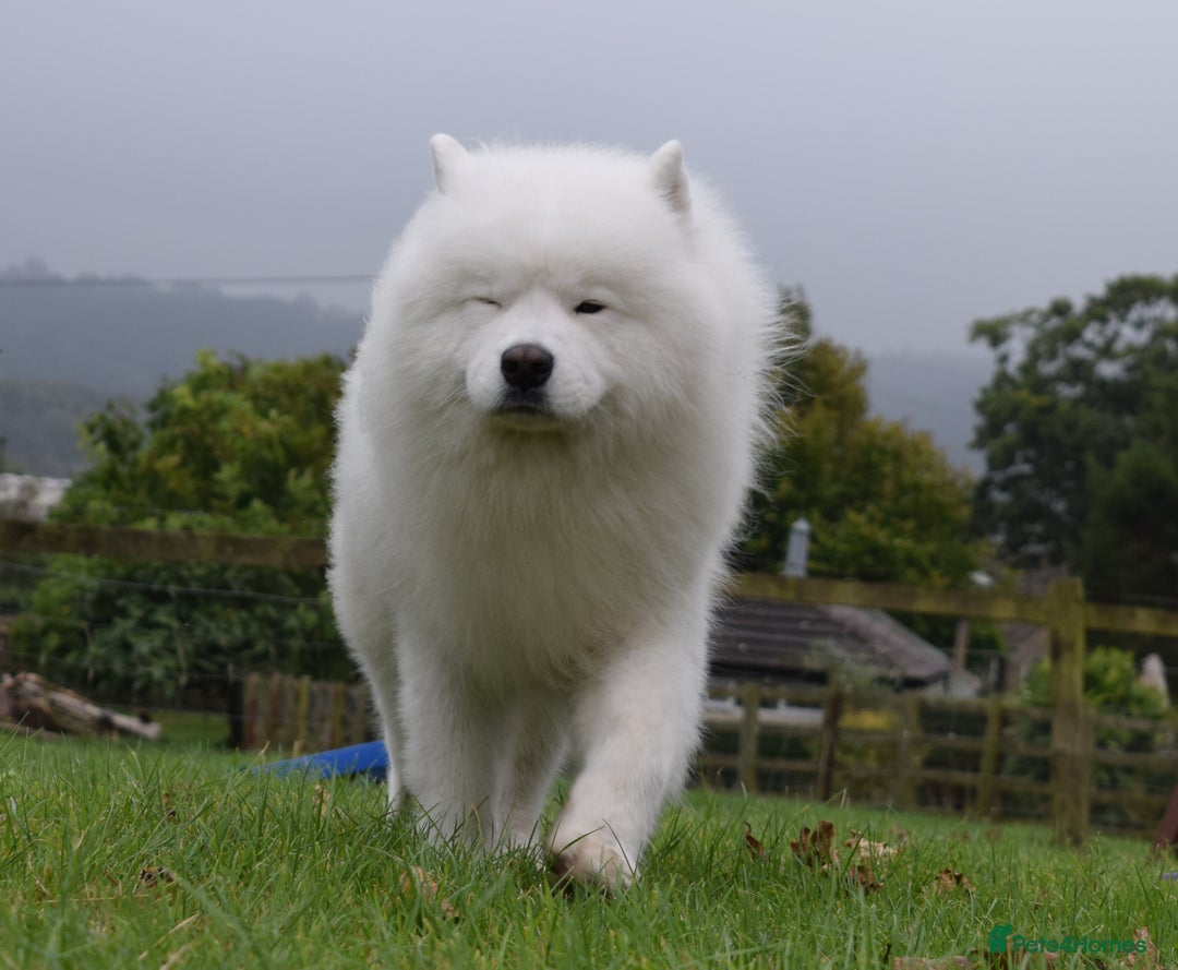 Samoyed dogs for stud: The Cutest Samoyed For Stud Kc Health Tested Champ - Image 30