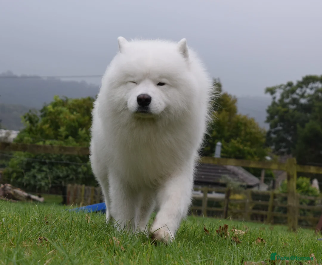 Samoyed dogs for stud: FULLY HEALTH TESTED KC Samoyed For Stud Champ Line - Advert 30