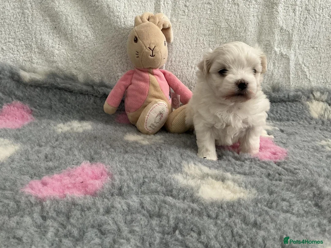 Maltese dogs for sale: 🤩 2 stunning Maltese 🤩 - Advert 1