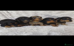 Miniature Dachshund dogs for sale: Miniature Dachshund puppies  - Image 4