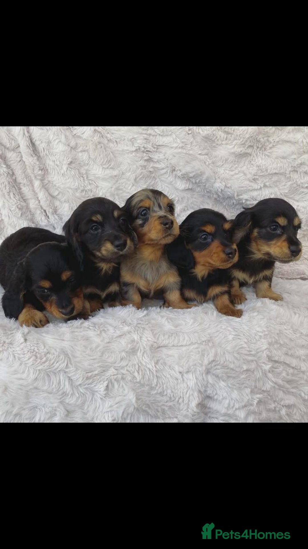 Miniature Dachshund dogs for sale: Miniature Dachshund puppies  - Image 4