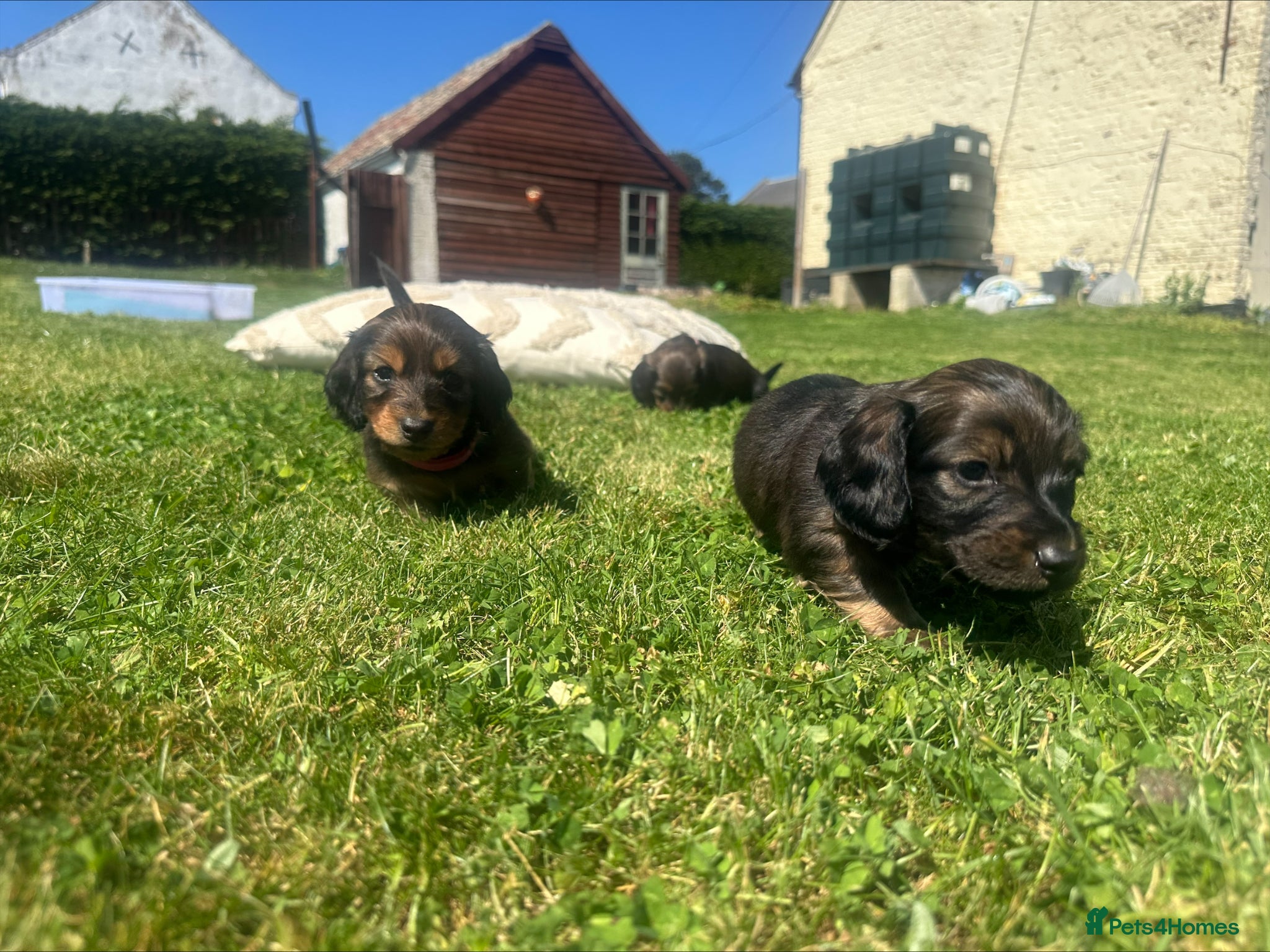 Dachshund dogs Long Haired Dachshund Puppies – Ready Soon 🐾 - Advert 6