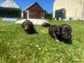 Dachshund dogs Long Haired Dachshund Puppies – Ready Soon 🐾 - Advert 6