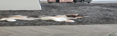 Maine Coon 6