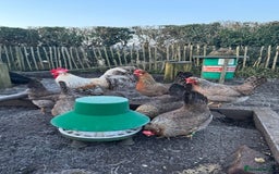 Chickens poultry for sale: Legbar Pullets - Image 3