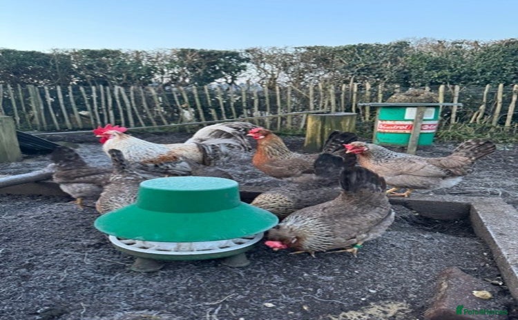 Chickens poultry - Advert 10