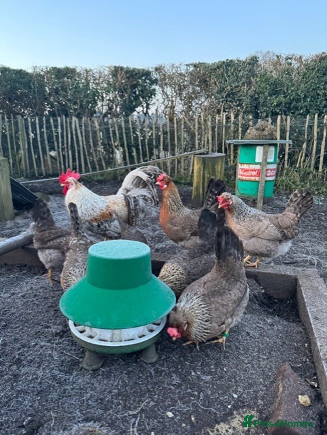 Chickens poultry for sale: Legbar Pullets - Image 3