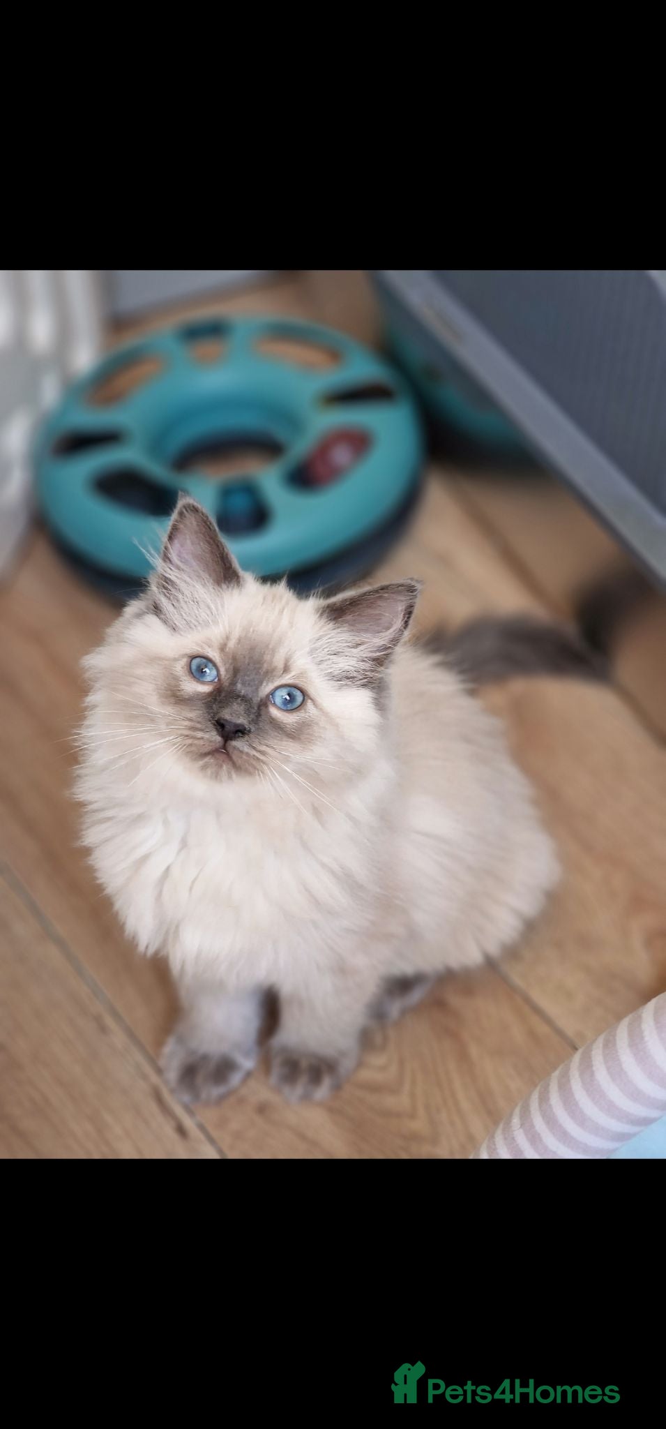 Ragdoll cats BEAUTIFUL RAGDOLL KITTENS READY NOW  - Advert 1