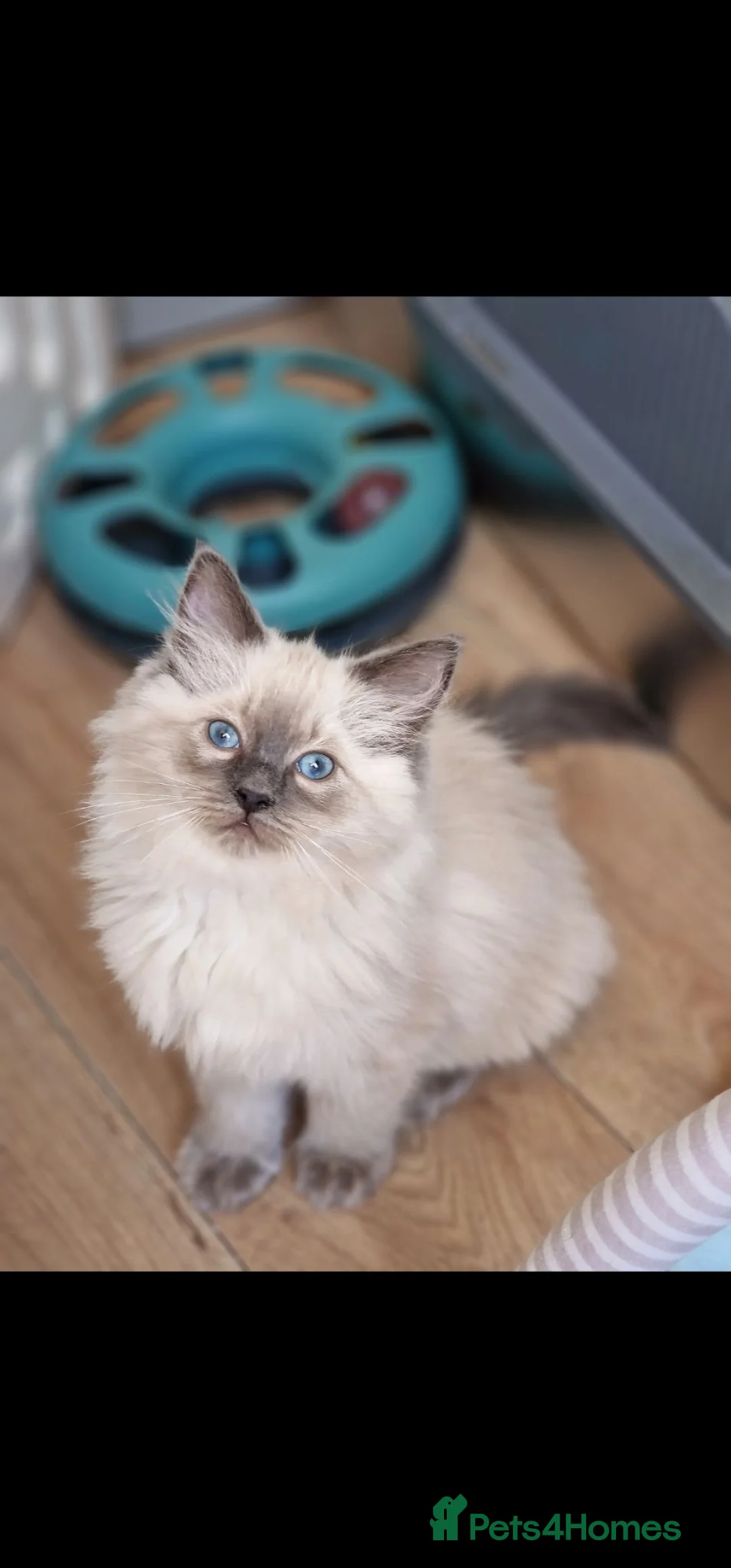 Ragdoll cats for sale: BEAUTIFUL RAGDOLL KITTENS READY NOW  - Advert 2