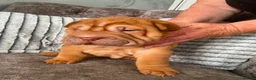 Shar Pei dogs for sale: 7 WEEKS Beautiful KC Registered Shar Pei Puppies - Advert 12