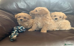 Poochon dogs for sale: Gorgeous Poochon puppies  - Image 6