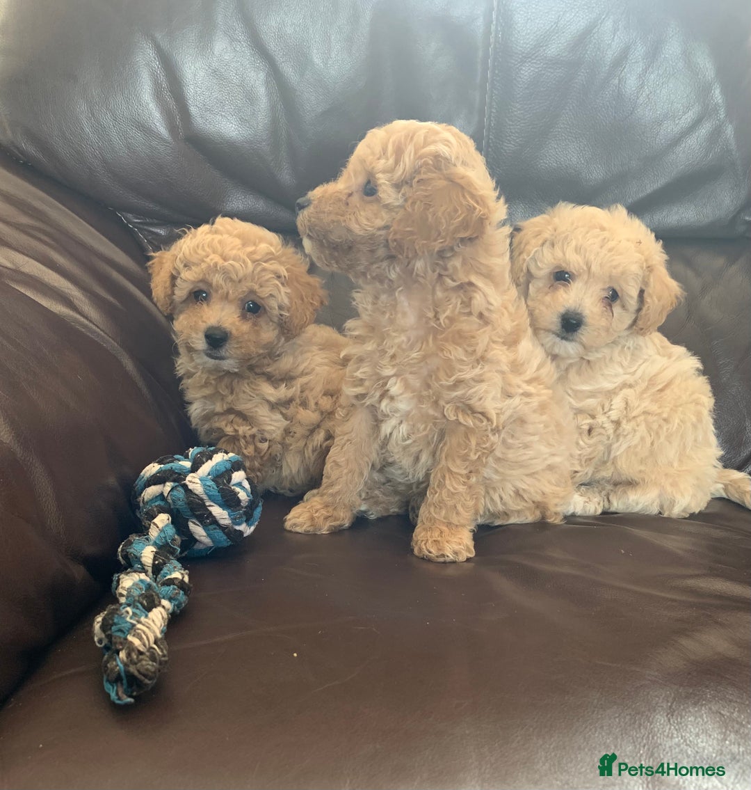 Poochon dogs for sale: Gorgeous Poochon puppies  - Image 6