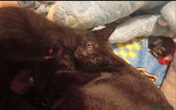 British Shorthair cats for sale: Blue Russian Mix  - Image 4