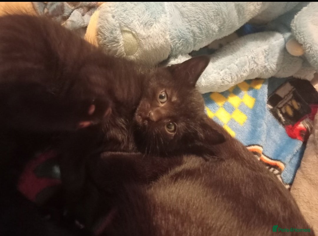 British Shorthair cats for sale: Blue Russian Mix  - Image 4