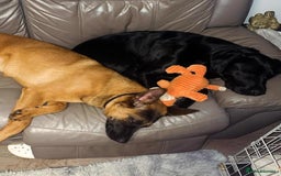 Mixed Breed dogs for sale: Beautiful Belgian Malanois x Labrador Puppies  - Image 4