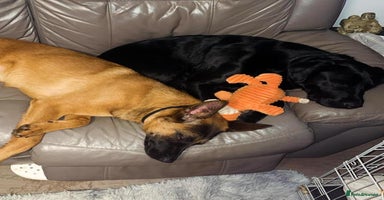 Mixed Breed dogs - Advert 3