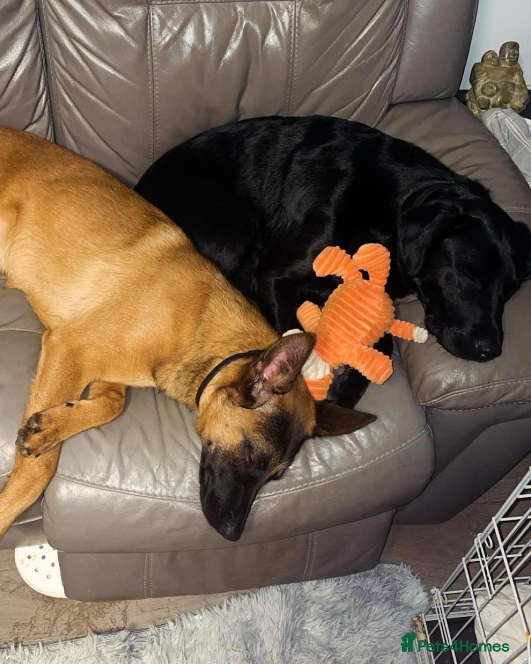 Mixed Breed dogs for sale: Beautiful Belgian Malanois x Labrador Puppies  - Image 4