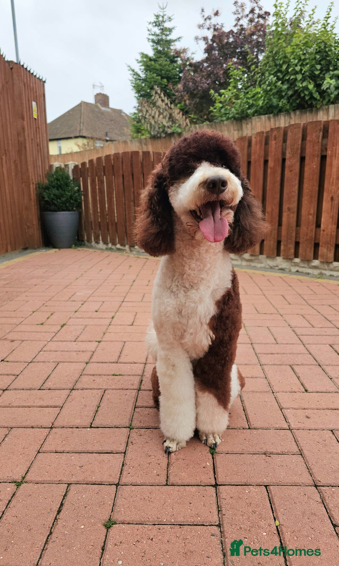Labradoodle dogs for stud: FULLY HEALTH TESTED MOYEN POODLE STUD! in Kettering - Image 24