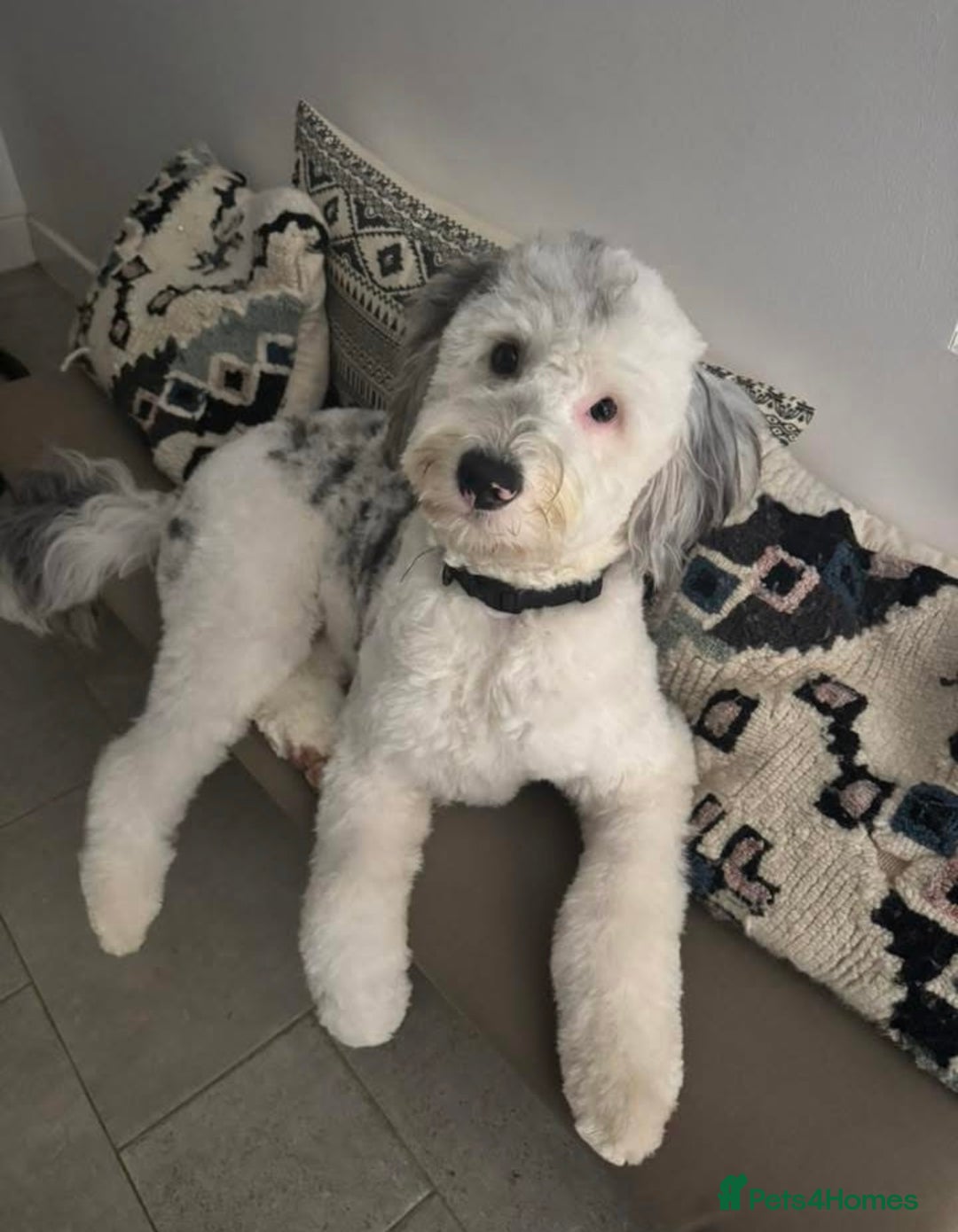 Sheepadoodle dogs for sale: Medium Size Sheepadoodle F1b.  - Advert 20