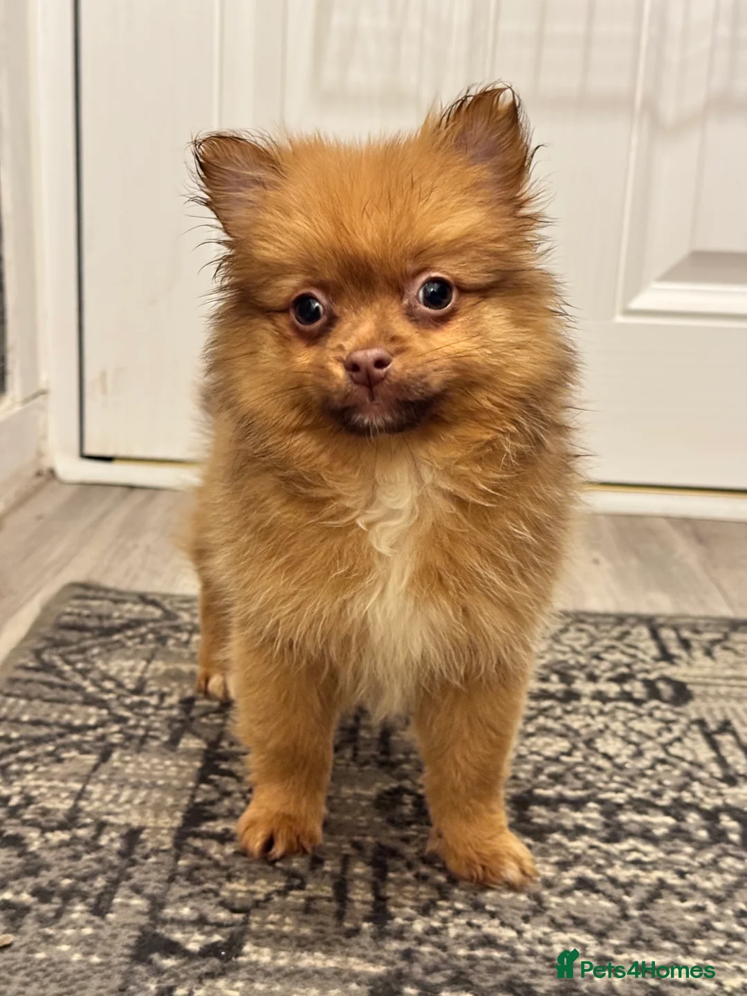 Pomeranian dogs for sale: ✨🐶One BOY Adorable Pomeranian Puppy 🐶✨ - Advert 14