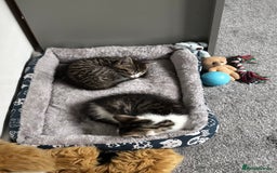 Mixed Breed cats for sale: Mixed Kittens - Image 13