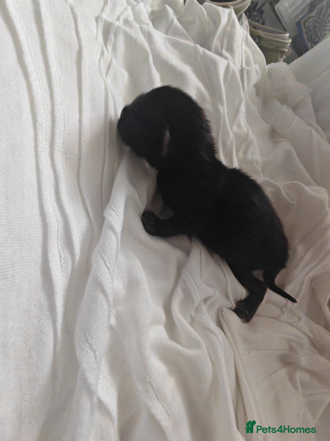 Ragdoll cats for sale: Ragdoll x bsh - Image 3
