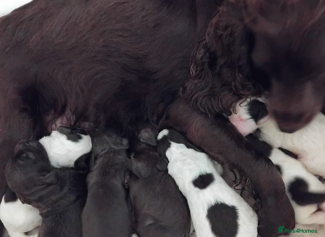 Cocker Spaniel dogs for sale: Kc Reg Health Tested Cocker Spaniel Puppies - Advert 30