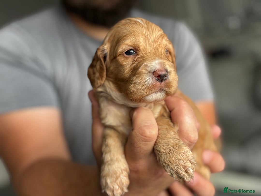 Cockapoo dogs for sale: OUTSTANDING FB1 COCKAPOOS - Image 6
