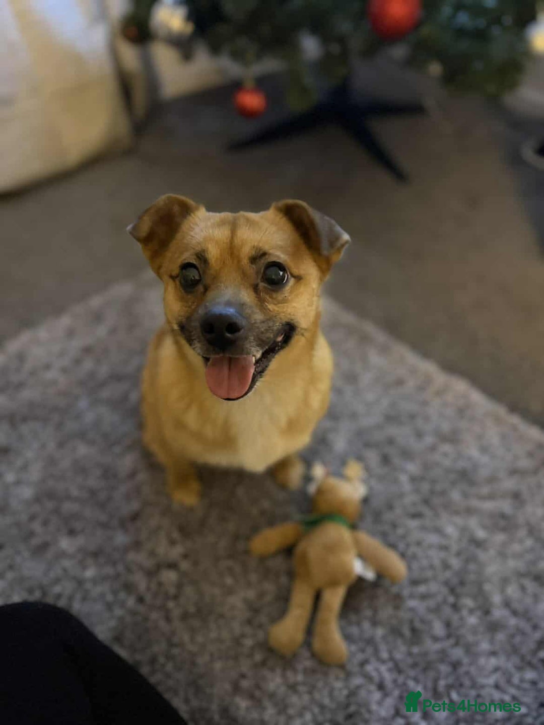 Mixed Breed dogs for adoption: TED   - Advert 3