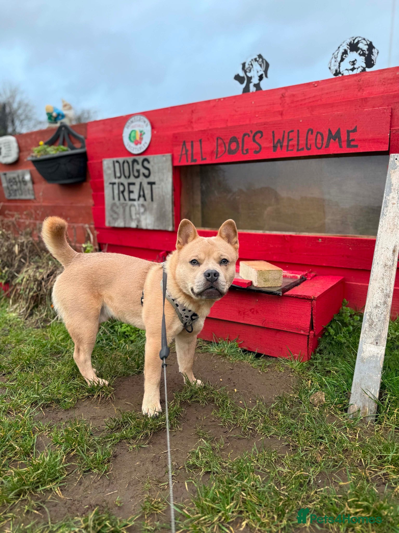 Mixed Breed dogs Meet Cairo- 16 month Frow Frow💙 - Advert 6