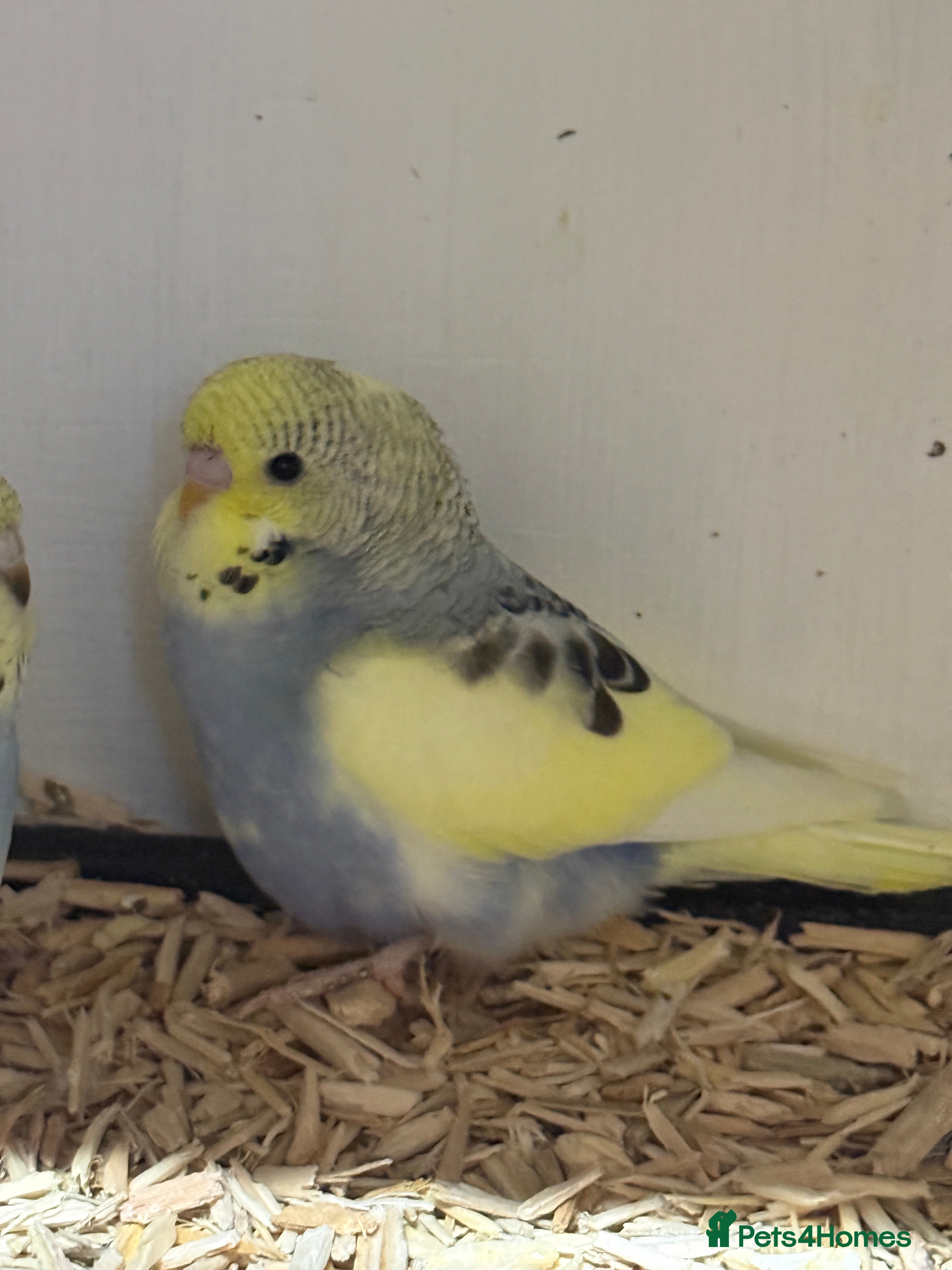 Budgerigars birds Baby Budgies 8 weeks - Advert 14